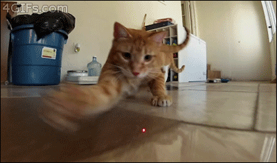 Cat VS Laser Pointer 